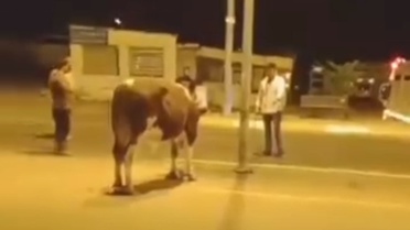 Edirne Enez'de mezbahadan kaçan dana trafiği durdurdu, 1 saat sonra yakalandı