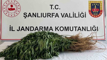 Şanlıurfa'da düzenlenen narkotik operasyonlarında 5 kişi gözaltına alındı