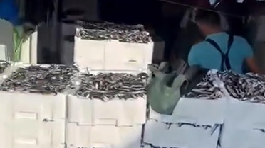 Gelibolu'da gırgır teknesiyle tek seferde 1500 kasa sardalya avlandı