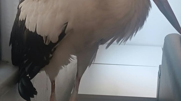 Mersin Akdeniz'de yaralı leylek tedaviye alındı