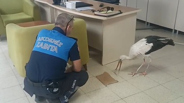 Mersin Akdeniz'de yaralı bulunan leylek tedavi için Doğa Koruma ekiplerine teslim edildi