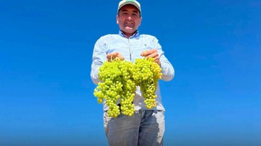 Saruhanlı Belediye Başkanı Ekrem Cıllı, üzüm serme makinesinde sol elinden yaralandı