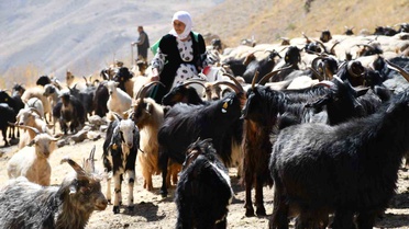 Şırnak Beytüşşebap'ta organik tereyağının kilosu 10 bin liraya kadar alıcı buluyor