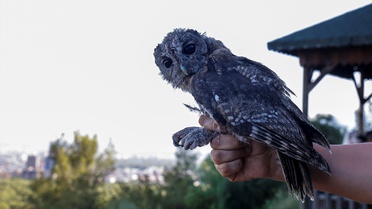 Antalya'da iki aylık tedavisi tamamlanan 3 alaca baykuş yavrusu doğaya salındı