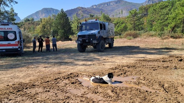Antalya Serik'te yangın bölgesinde köpek su birikintisinde serinleyip uzandı