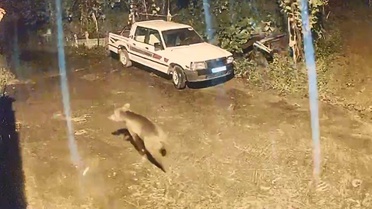 Arhavi'de yerleşim alanına inen ayı, bir evin kapısına kadar yaklaştı