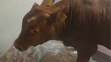 Nazilli'de Kaçan Boğa Tavanı Delip Eve Girdi