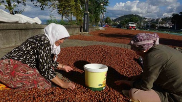 Giresun'da sahil yoluna serilen fındıklar sağanakta su altında kaldı