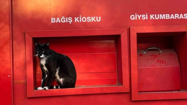 Samsun Çarşamba'da kan bağışı kioskuna giren kedi görev başında görüldü