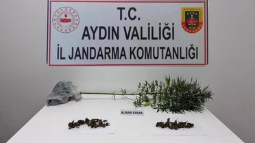 Aydın Söke'de narkotik köpekli operasyonda 1 kök kenevir ve 100 gram esrar bulundu