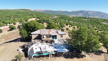 Tunceli'de ayı ahırın çatısını yıkıp girdi; 11 hayvan ile 2 köpek yavrusu telef oldu