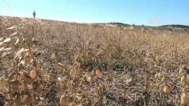 Yozgat'ta dolu, sigortalı nohut tarlalarını vurdu; TARSİM hasar karşılamıyor