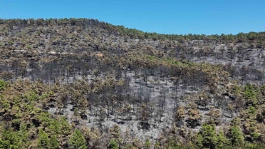 Muğla Menteşe'deki yangında 100 hektar orman ve 50 hektar ziraat alanı kül oldu
