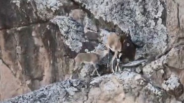 Artvin Yusufeli'nde anne dağ keçisi yavrusunu sarp kayalıklarda emzirirken görüntülendi