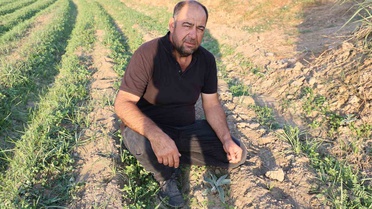 Aydın'da coğrafi işaretli enginar fideleri yeni sezon için toprakla buluştu