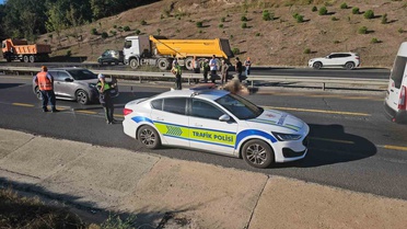 Tekirdağ Çerkezköy'de çevre yoluna çıkan büyükbaş, 4 aracın karıştığı kazaya yol açtı