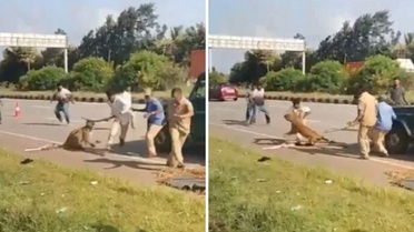 Dehşet anları kamerada! Yaralı Leopar kurtarma ekibine saldırdı