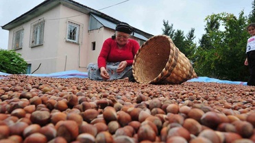 Düzce'den AB ülkelerine yılın ilk yarısında 7 bin 192 ton fındık ihracatı yapıldı