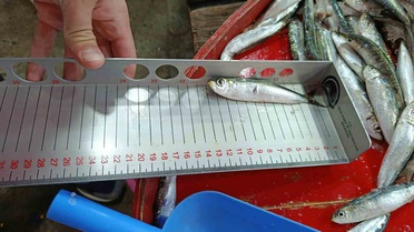 Hayrabolu'da balık tezgahları denetlendi, Müdür Evin de katıldı