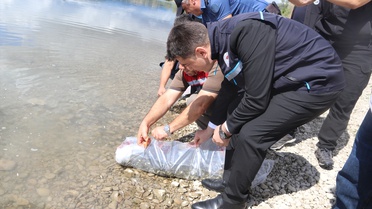 Taşova'daki Uluköy Barajı'na 75 bin sazan yavrusu bırakılarak su ürünleri artırılacak
