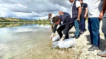 Amasya Taşova'daki Uluköy Barajı'na 75 bin sazan yavrusu salındı