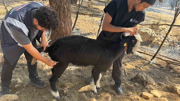 Antalya Büyükşehir, yangından etkilenen hayvanları kapı kapı dolaşıp tedavi ediyor