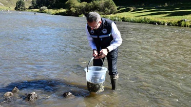 Ardahan'da Kura Nehri'ne 300 bin sazan yavrusu bırakıldı