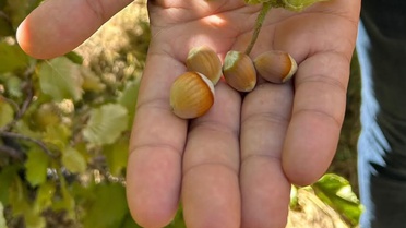 Erzincan Kemah'ta fındık hasadına Kaymakam Tutay da katıldı, üreticiye bereket diledi