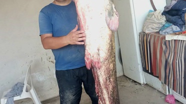 Edirne'de Meriç Nehri'nde balıkçıların ağına 2 metre 45 santimetrelik dev yayın balığı takıldı