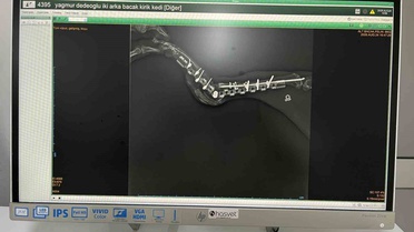 Sekizinci kattan düşerek bacakları kırılan kedi, başarılı operasyon sayesinde 4 günde yürümeye başladı
