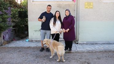 Amasya'da yavru kediye golden cinsi köpek annelik yapıyor