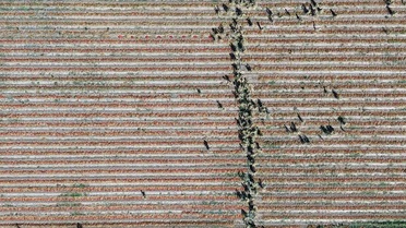 Bursa Karacabey'de çiftçi, ata tohumu acı pul biberden sezonda 1 ton üretiyor