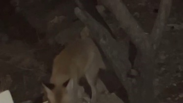 Bayburt'ta her akşam aynı eve gelen tilki, tavuklara zarar vermemesi için besleniyor