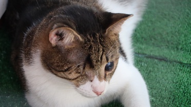 Bodrum'da görme engelli 6 kedi için bakımevi açıldı, açılışta özel bireylere destek vurgusu