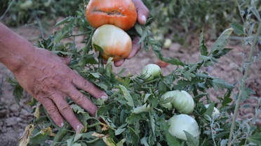 Demirci'de susuz yetişen çeşni domates yurdun dört bir yanından talep görüyor