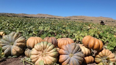 Elazığ'da kabak hasadı başladı, 2026 sezonunda 4 bin 74 ton rekolte bekleniyor