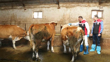 Erzincan Refahiye'de hayvanlar için 2026 kene mücadelesi başlatıldı