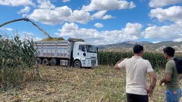 Göynücek'te silajlık mısır hasadı başladı, dekara 6,5-7 ton verim alınıyor