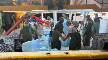Didim'de hamsi kotası denetimi sürüyor, balıkçıların kayıtları kontrol ediliyor
