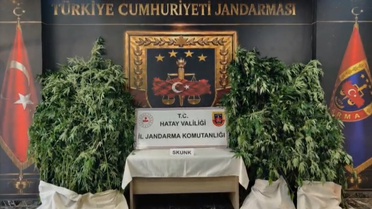 Hatay'da jandarma operasyonu, Samandağ'da 371 kök kenevir ele geçirildi