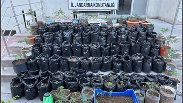 Eskişehir Mahmudiye'de saksıda 161 kök kenevir yetiştiren şüpheli tutuklandı
