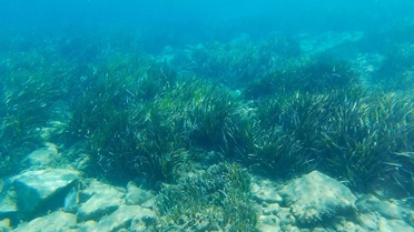 Kuşadası Körfezi'nde 2 günde 4 deniz kaplumbağası ölü bulundu
