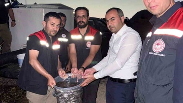Mardin Dargeçit'te Ilısu Barajı'na 1 milyon şabut balığı bırakıldı