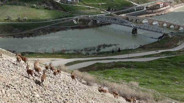 Elazığ Palu'da koruma altındaki dağ keçileri dronla görüntülendi