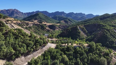 Tunceli'de köylüler ayı saldırılarından yakınıyor, bir haftada 4 koyun telef oldu
