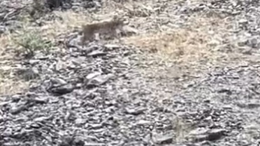 Tunceli Kutudere'de nesli tükenme tehlikesindeki vaşak görüntülendi