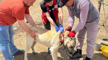Yozgat Valiliği köpek sahiplerini uyardı, kayıt yaptırmayana 10 bin 423 lira ceza