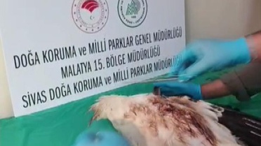 Sivas'ta vurularak yaralanan leylek tedavinin ardından Kızılırmak'a salındı