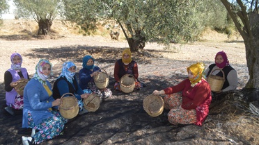 Ayvalık'ta 7. geleneksel zeytin hasadı başladı, üretimde artış bekleniyor