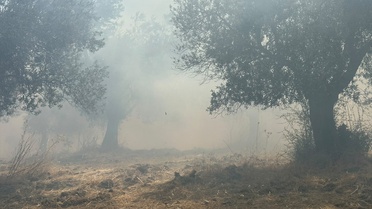 Balıkesir Edremit'te zeytinlik yangını helikopter desteğiyle söndürüldü